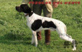 Pedigree TORNADO DEL VENTO Pedigree TORNADO DEL VENTO